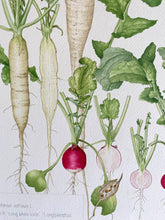 Load image into Gallery viewer, Radish
