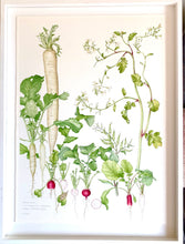 Load image into Gallery viewer, Radish
