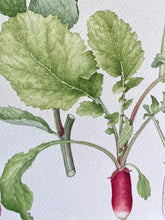 Load image into Gallery viewer, Radish
