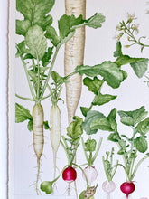 Load image into Gallery viewer, Radish
