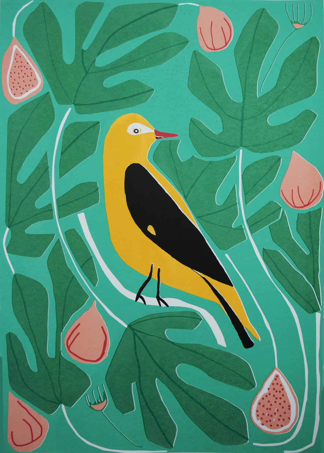 Golden Oriole