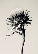 Load image into Gallery viewer, Cardoon
