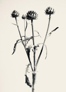 Artichoke