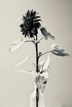 Load image into Gallery viewer, Claret Sunflower
