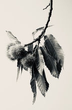 Load image into Gallery viewer, Sweet Chestnut
