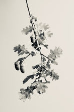 Load image into Gallery viewer, Oak
