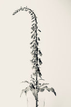 Load image into Gallery viewer, Foxglove
