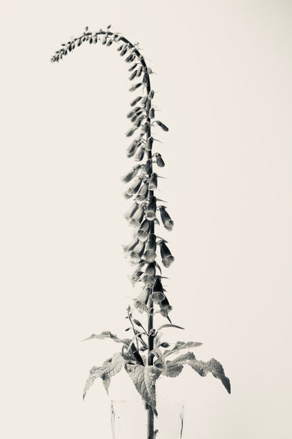 Foxglove