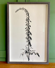 Load image into Gallery viewer, Foxglove
