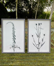 Load image into Gallery viewer, Foxglove
