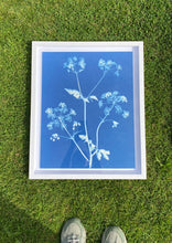 Load image into Gallery viewer, Cowparsley
