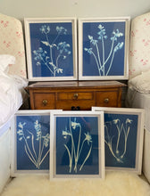 Load image into Gallery viewer, Cowparsley
