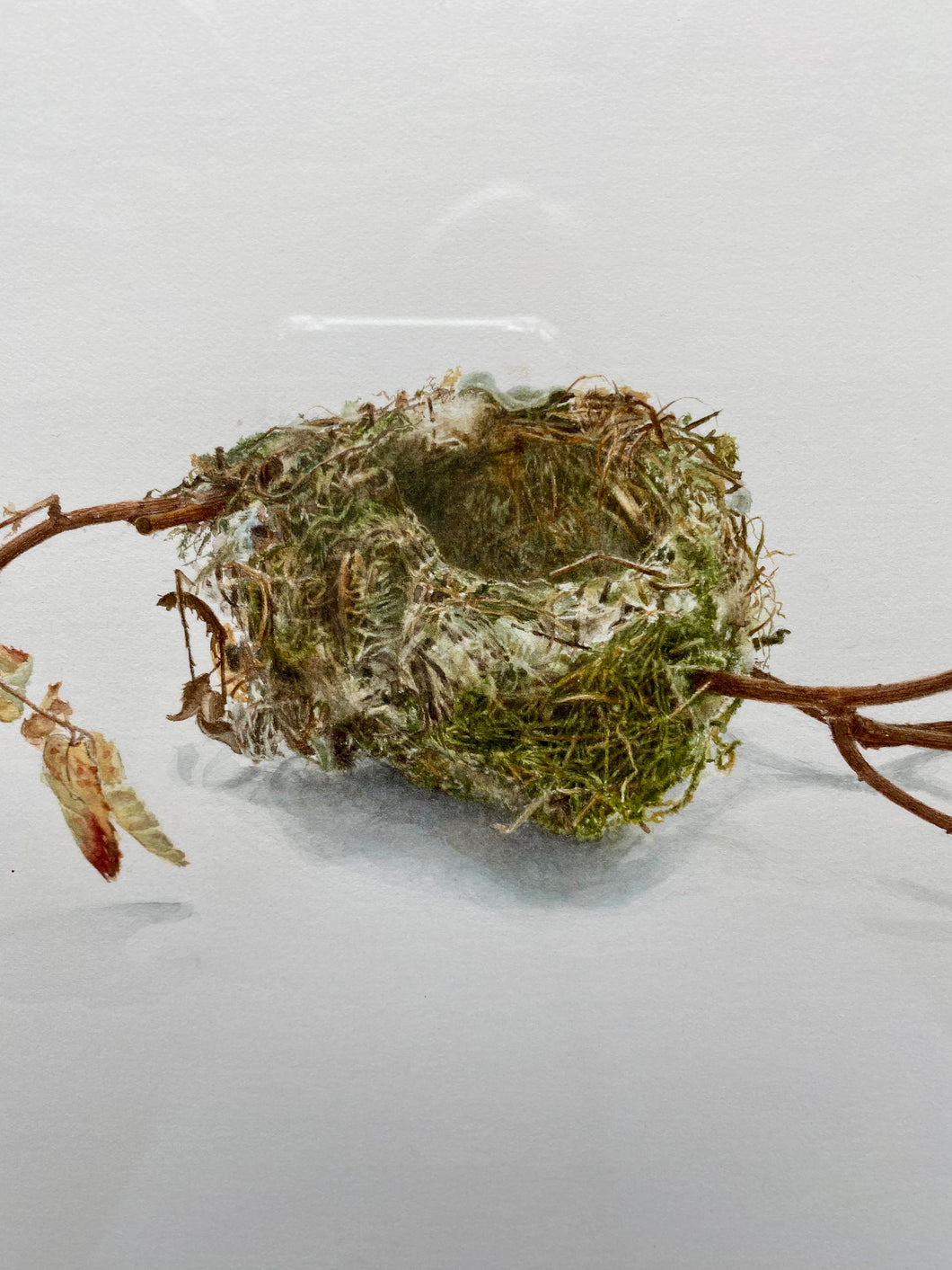 Nest Andie Found