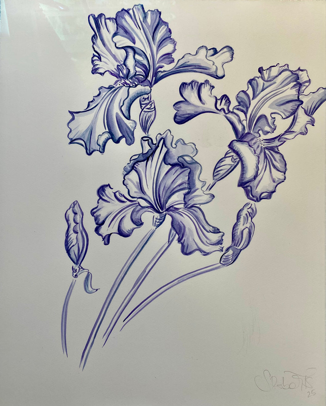 Iris Study II