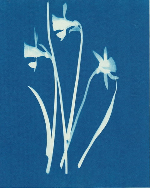 Narcissi