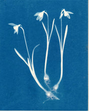 Load image into Gallery viewer, Snowdrop

