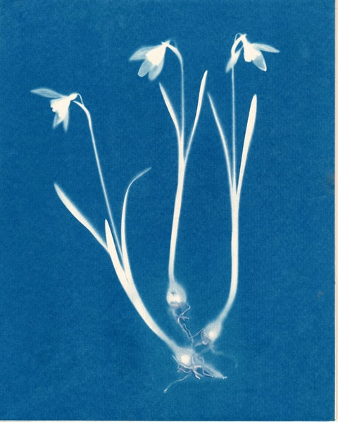 Snowdrop
