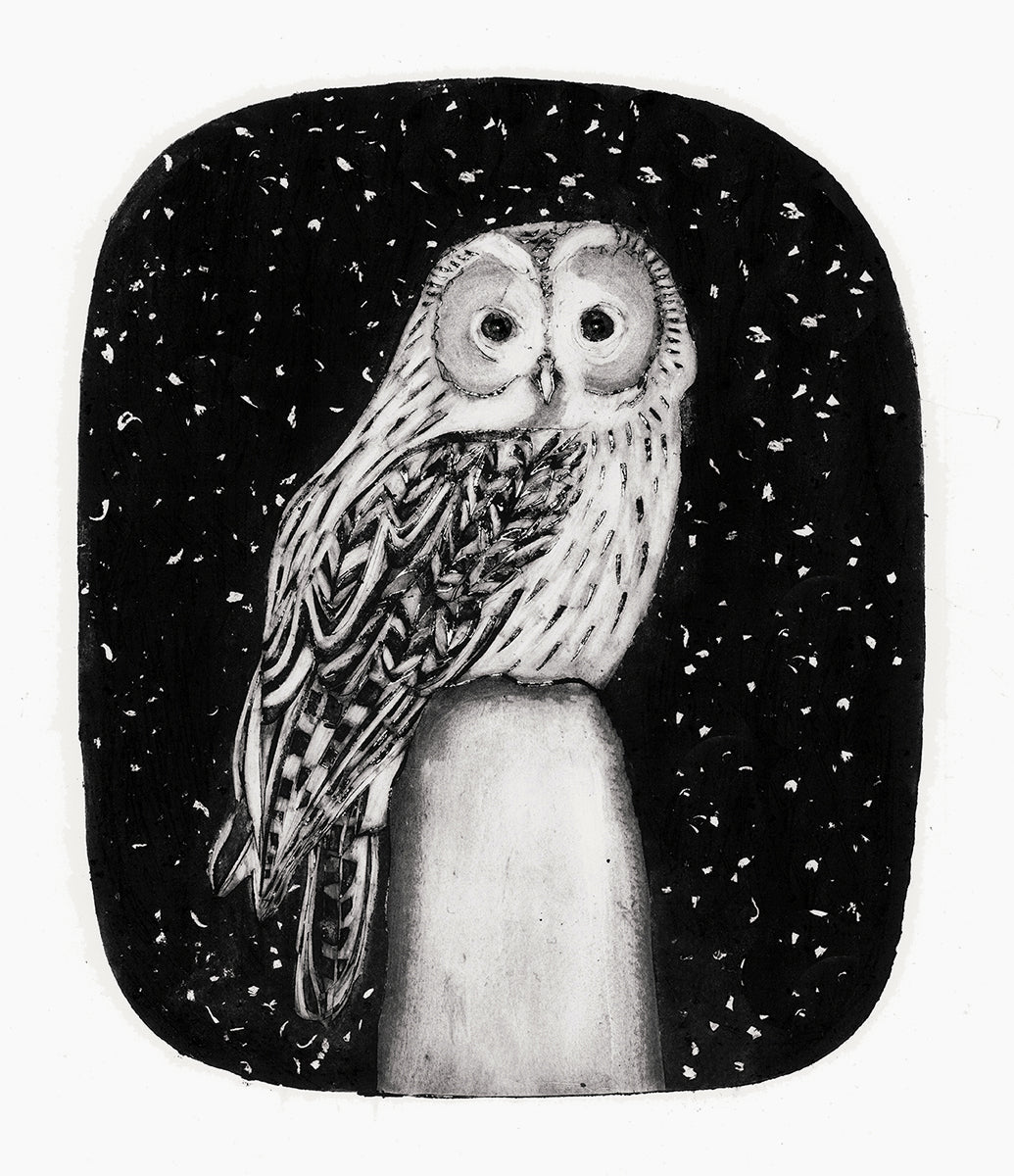 Tawny Owl