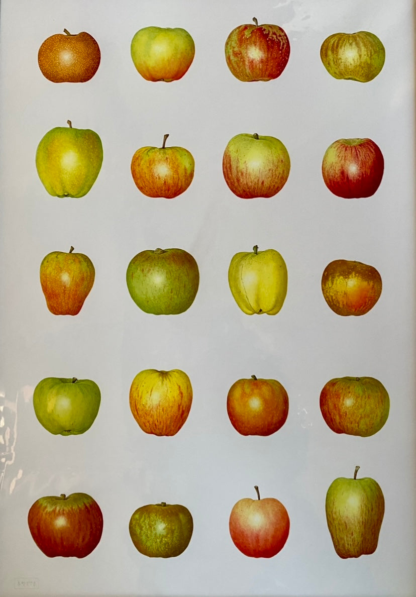 Apples