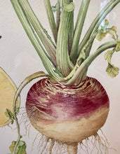 Load image into Gallery viewer, Swede

