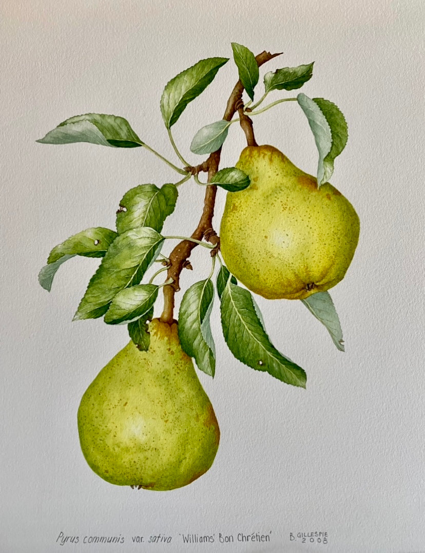 Williams Pear