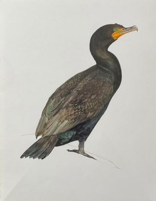Cormorant