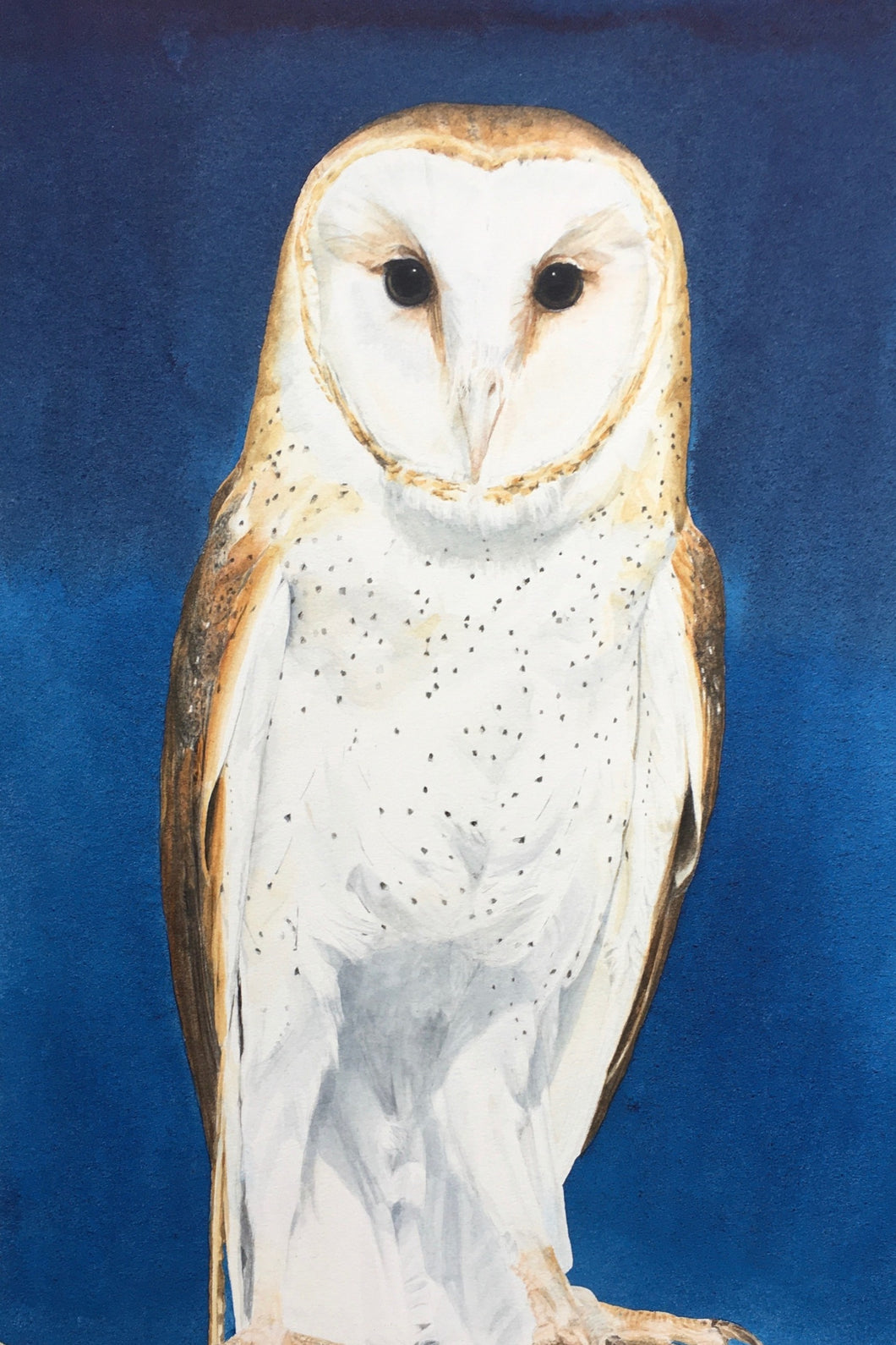Indigo Barn Owl