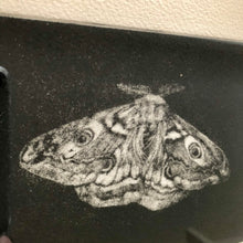 Load image into Gallery viewer, Emperor Moth
