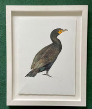 Load image into Gallery viewer, Cormorant
